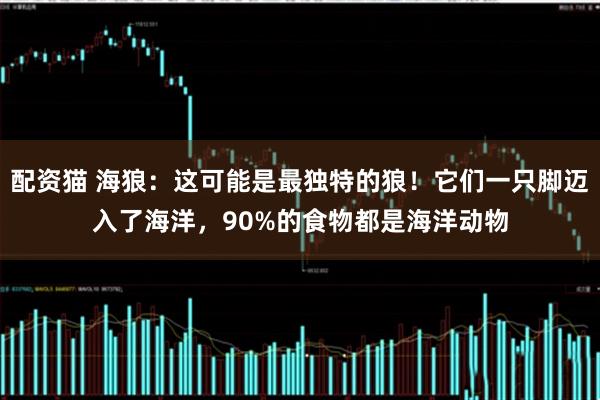 配资猫 海狼：这可能是最独特的狼！它们一只脚迈入了海洋，90%的食物都是海洋动物